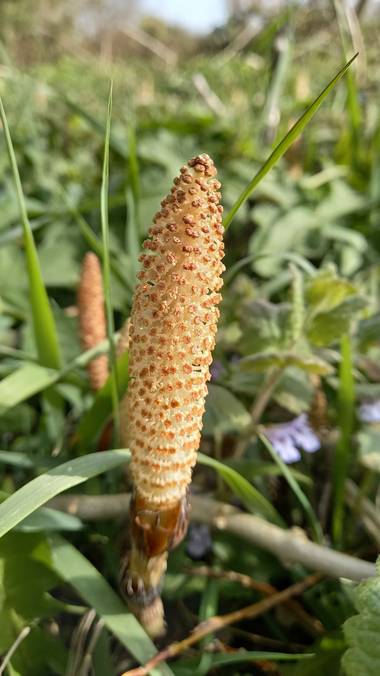 Corina en Hamelin: Flora  (Vitoria), Equisetum telmateia, Cola de caballo 