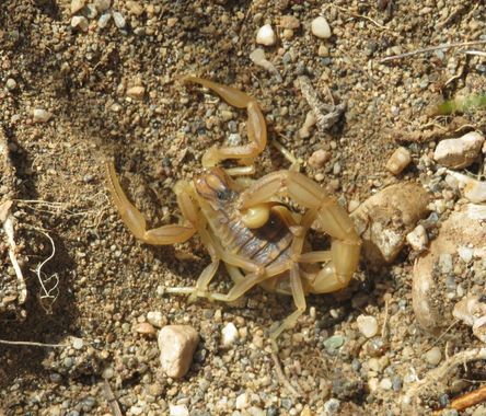 Solerantonio2 en Hamelin: Fauna  (Almería), Escorpión amarillo