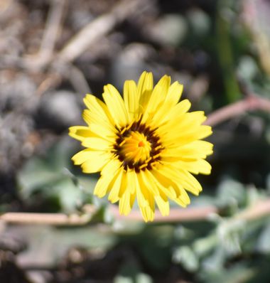 Solerantonio2 en Hamelin: Flora  (Níjar), Reichardia tingitana, Planta