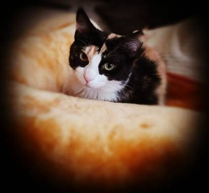 V.sita en Hamelin: Fauna  (Les Coves de Vinromà), Cat#gata.