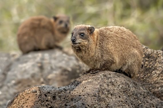 Ignicapillus en Hamelin: Fauna  (Nabatieh Governorate), Procavia capensis (Pallas, 1766), Damán de El Cabo

A primera vista parece una marmota pero sus par...