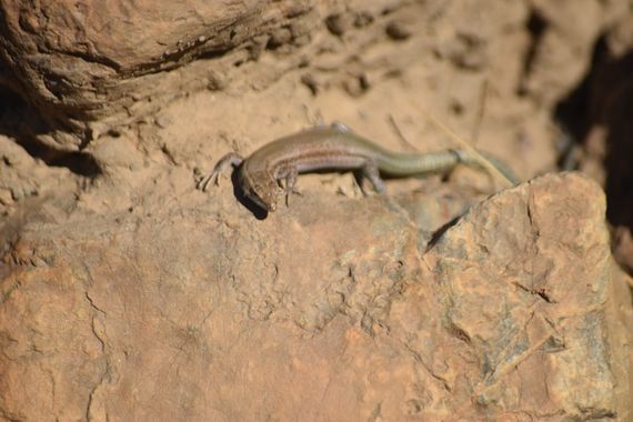 Solerantonio2 en Hamelin: Fauna  (Rioja), Reptil
