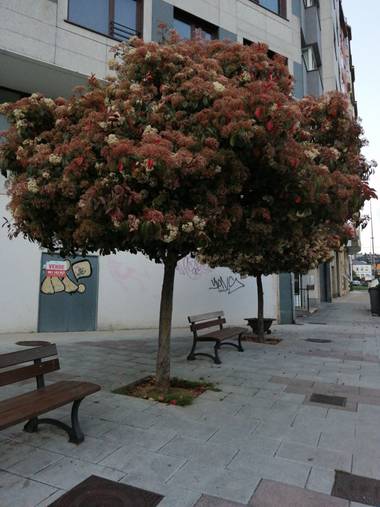 Susandresro en Hamelin: Paisaje, Xx Lugo 