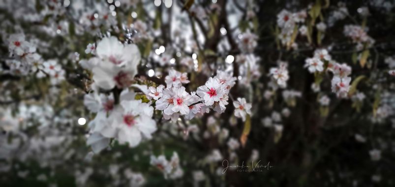 Juankafv en Hamelin: Flora  (Almogía), Prunus dulcis (Mill.) D.A.Webb, #arboles #flower #flores #almendro 