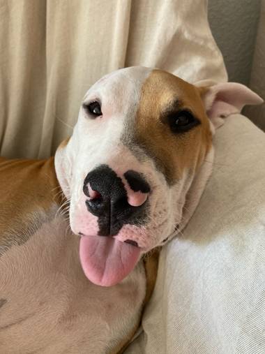 Villavalenciax en Hamelin: Fauna  (Elche), #americanstaford #perro 