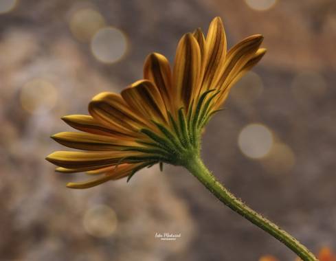 Lidia en Hamelin: Flora  (Zaragoza), Gerbera jamesonii, #flora21 