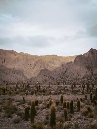 Pikeriel en Hamelin: Paisaje, #desert #cactus