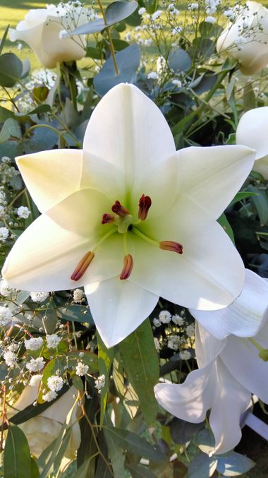 Solerantonio2 en Hamelin: Flora  (Murcia), Lilium candidum, Planta