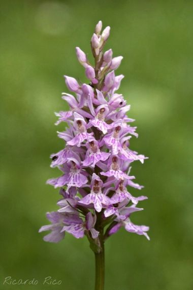 Rricoparrillas en Hamelin: Flora, Dactylorhiza fuchsii, #cumplehamelin 