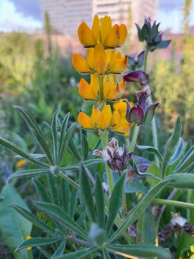 Mpinfante en Hamelin: Flora  (La Coruña), Lupinus luteus, Esta es otra: el lupino amarillo.  Pertenece al grupo de las leguminosas. El fruto del lupino est...