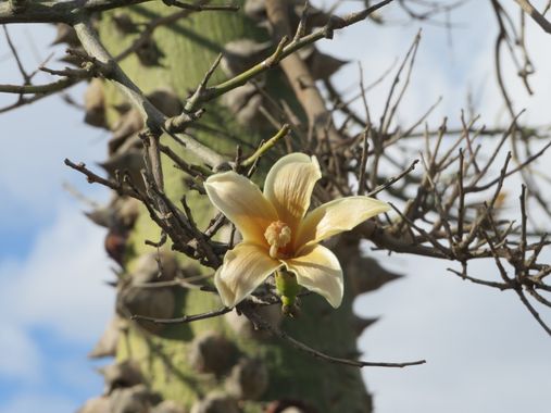 Solerantonio2 en Hamelin: Flora  (Almería), Planta