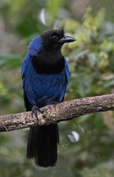 Ignicapillus en Hamelin: Fauna  (Peruíbe), Cyanocorax caeruleus (Vieillot, 1818), Chara cerúlea

Las charas son córvidos del Nuevo Mundo y muchas de ellas ...