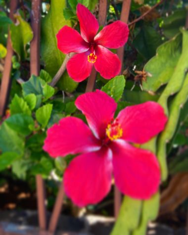 Juanatlantida82 en Hamelin: Flora, #flores 