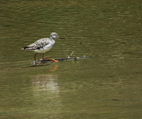 danielhincapie230979 en Hamelin: Fauna  (Rionegro), #naturaleza #wildlife #nature #faunadecolombia #fauna #colombia #biodiversidadcolombiana #biodiversidad...