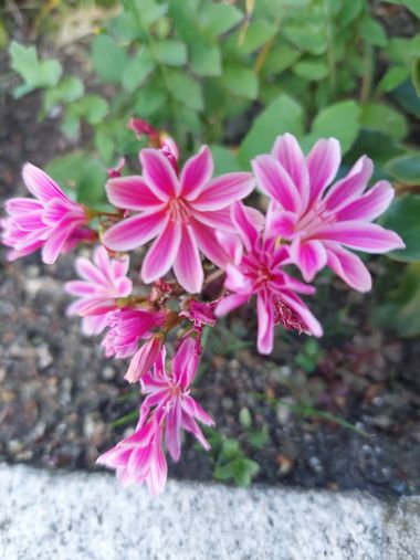 Mpinfante en Hamelin: Flora  (La Coruña)