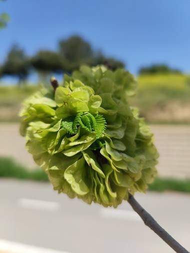 IreneRoldan en Hamelin: Flora  (Madrid), Brotes de primavera