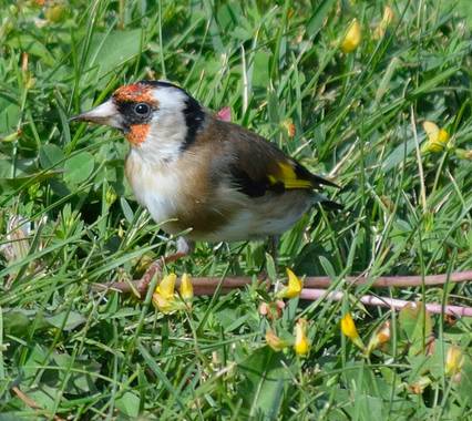 Federicocambra en Hamelin: Fauna  (Villamayor de Gállego), Carduelis carduelis (Linnaeus, 1758), Jilguero