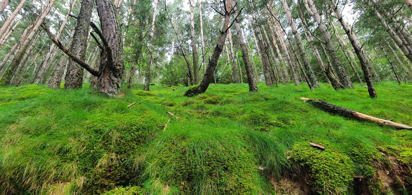 AndreaTorres en Hamelin: Paisaje  (Ribes de Freser), #parquesyjardines 