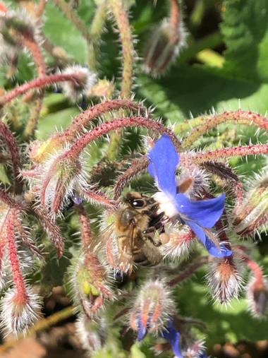 Naturalezadebarrio en Hamelin: Fauna  (l'Arboç), Polinizacion#abeja#insectosenpeligrodeextincion#cambioclimatico#abejasenpeligrodeextincion#naturalezadebar...