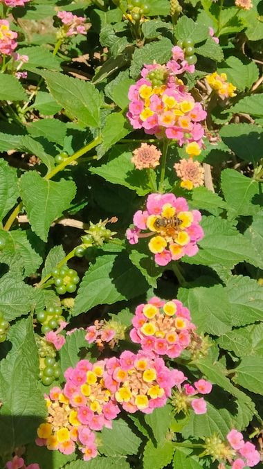 Solerantonio2 en Hamelin: Flora  (Avenida Padre Méndez), Lantana camara, Planta
