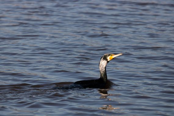 Romareyesg en Hamelin: Fauna  (Viladecans), Phalacrocorax carbo (Linnaeus, 1758), R.N. delta del Llobregat del Remolar, Viladecans, Baix Llobregat, Catalun...