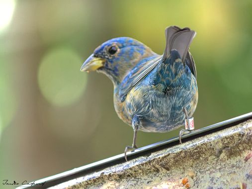 Jairo Cadavid en Hamelin: Fauna  (Solidaridad), Passerina cyanea (Linnaeus, 1766), #aves #colombia #hamelin #wildlife #birds #beautiful #nature #bird #bird...