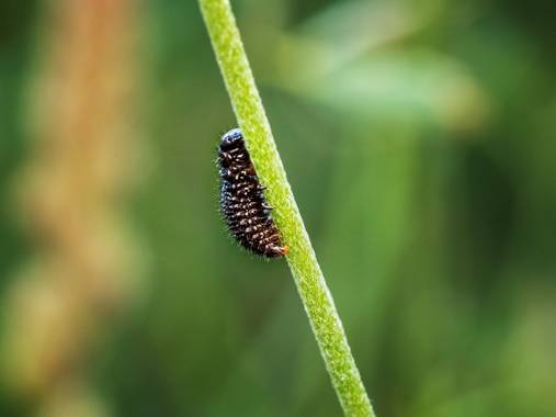 Tomasbejar en Hamelin: Fauna  (Alcoy), #oruga 