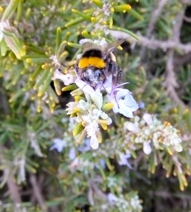 Solerantonio2 en Hamelin: Fauna  (Almería), Abejorro