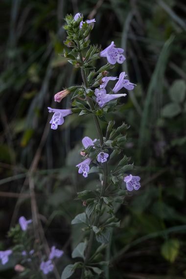 Peremateo en Hamelin: Flora  (Celrà), #flower