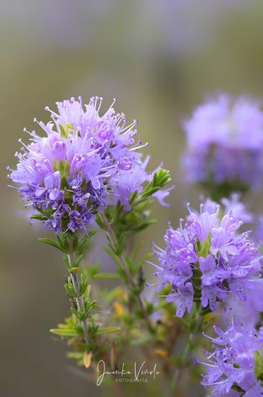 Juankafv en Hamelin: Flora  (Málaga), Thymus serpyllum L., En estas fechas si vamos al campo o a la sierra podremos encontrar el tomillo en flor, un espect...