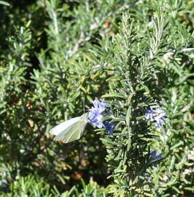 Solerantonio2 en Hamelin: Fauna  (Almería), Insecto