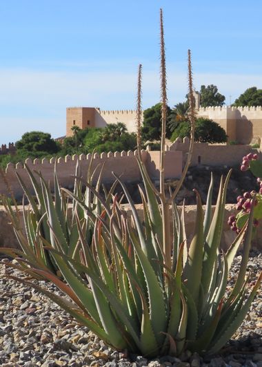 Solerantonio2 en Hamelin: Flora  (Almería), Planta