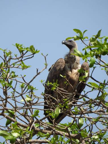 olaya96fg en Hamelin: Fauna  (Nairobi), Gyps fulvus (Hablizl, 1783), #Aves21