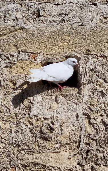 Jonathanmartinbedia0007 en Hamelin: Fauna, #aves21 
