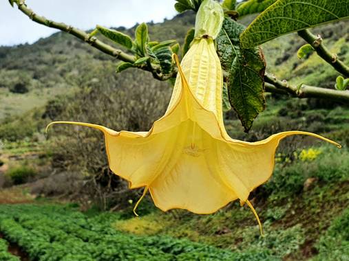 Melchique en Hamelin: Flora  (Buenavista del Norte), Brugmansia suaveolens, Las trompetas del ángel.
#tenerife #canarias #naturephotography #flora #datura ...