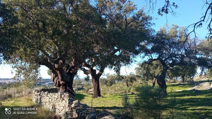 GreenPhoto en Hamelin: Paisaje  (Valencia de Alcántara)