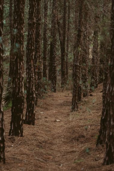 Elenagil.ph en Hamelin: Paisaje, #bosque #paisaje #pinos #troncos #tronco #bosquedepinos #natura #naturaleza 