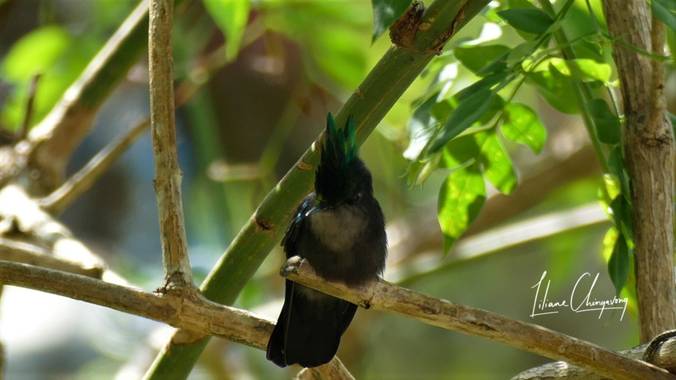 Liliane.chinyavong en Hamelin: Fauna, #Aves21
