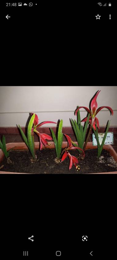 olgabijoux.ot en Hamelin: Flora  (Luján de Cuyo), Sprekelia formosissima