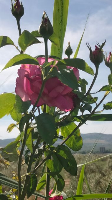 Solerantonio2 en Hamelin: Flora  (Almería), Rosa × damascena, Rosas de jardin
