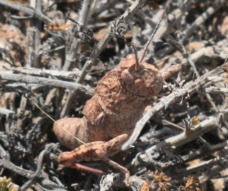 Solerantonio2 en Hamelin: Fauna  (Cabo de Gata), Insecto
