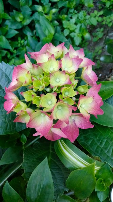 Solerantonio2 en Hamelin: Flora  (Almeria), Hydrangea spp., Planta