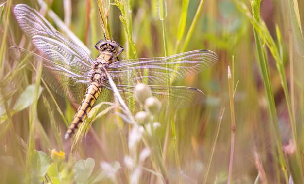 Annaïs en Hamelin: Fauna  (Sierra de Fuentes), Anisoptera, Preciosa libélula escondida entre las briznas de hierba caliente por el sol. 