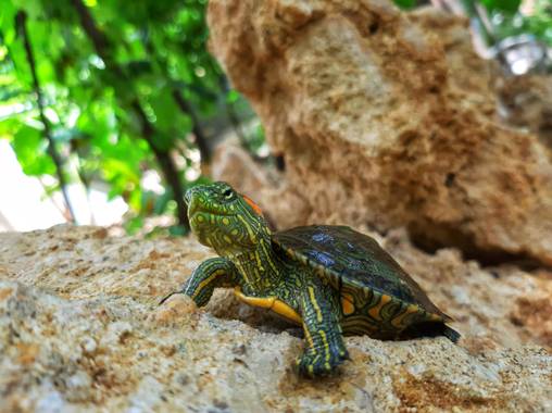 spi120688 en Hamelin: Fauna  (Villa Country), Bebe tortuga 