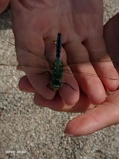 Solerantonio2 en Hamelin: Fauna  (Níjar), Libelula