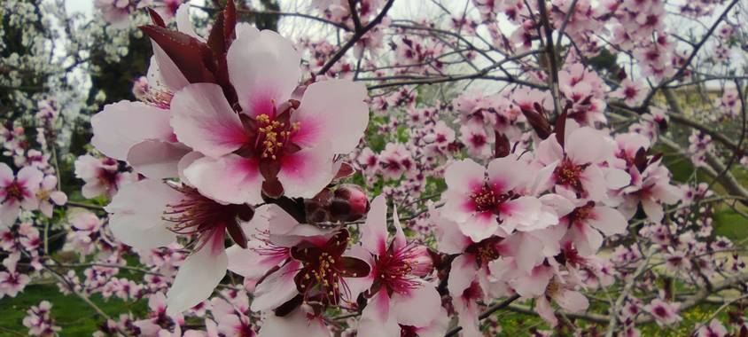 aidalzira en Hamelin: Flora  (Sagunto), Prunus persica, Flor del almendro en la alquería del frare,en la marjal Dels moros,puçol. #flora 