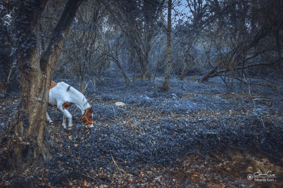 miradasbotanicas en Hamelin: Paisaje, #bosque #caballo