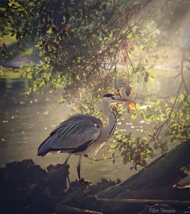 Yatoma66 en Hamelin: Fauna  (Madrid), Ardea cinerea Linnaeus, 1758, #aves21