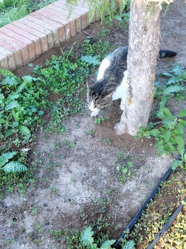 Solerantonio2 en Hamelin: Fauna  (Comarca Metropolitana de Huelva), Felino cazando un raton