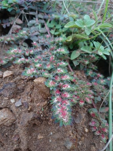 Obeddavila035 en Hamelin: Flora, #flora 